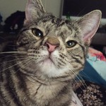 LoriCats