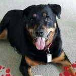 Rottiemom915 Rottiemom915