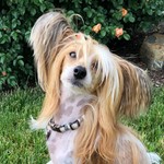 Dog-mama