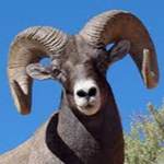 Argali