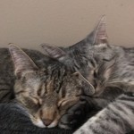 Catlover8243 Catlover8243