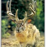 Jackalope357