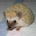 simonbrads