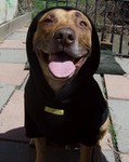 RottieGirl