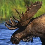 moose1036