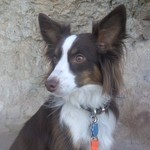 Ilovetotraindog