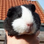SofiaB.