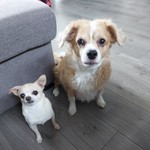 Jacerick