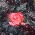 Birgit27