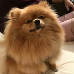Sophieott