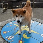 とっとベジ