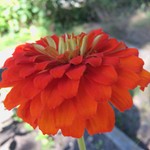 GinaBee1