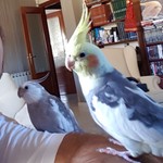 risi71