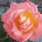 Caz83