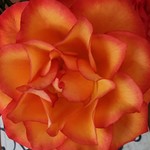 BuD2007