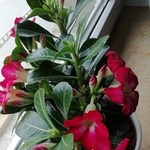 Annelies0711