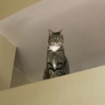 Critter23-