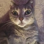 Deanigirl