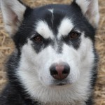 Husky61
