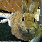 ILoveBunnies