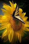 solagoldpetal