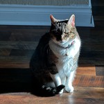 chlocat101