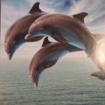 dmsh1177
