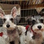 Schnauzerdude