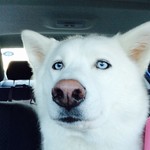 skfox9