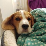 Pirnie