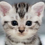 Karmakittie