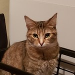 Eli13