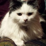Laylacat