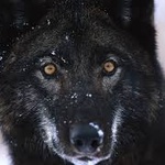 Sigwolf