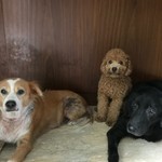 Lurveblacklab