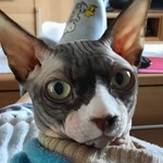 Llewlou