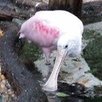 Birdy7979