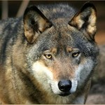 wolfeyes50