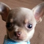 lilacminx