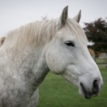shirehorsegirl