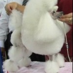Courtenaypoodle
