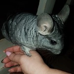 xxchinixx1