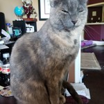 misskkitty
