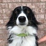 Countrydog