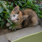 Littlebutfierce