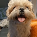 Cheesetoastie