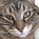 Meandmycats2020