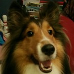 Sheltiez