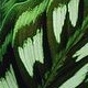 Calathea77