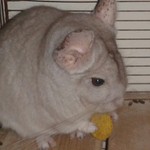 Lilgoff
